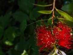 線香花火だっただけの事・・・