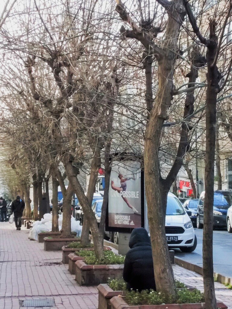 枝先が緑色になってきた住宅街の街路樹達～♪