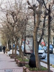 枝先が緑色になってきた住宅街の街路樹達～♪