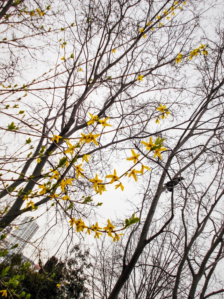 カラスもお花見～♪