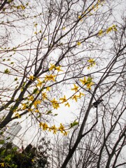 カラスもお花見～♪