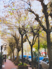 冬の休眠準備の街路樹達…