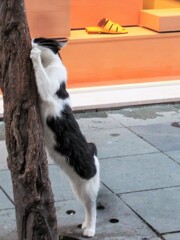 セクシーポーズにゃの…☆どうかしら…？♡