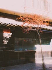 若木の命の強さと暖かさ…