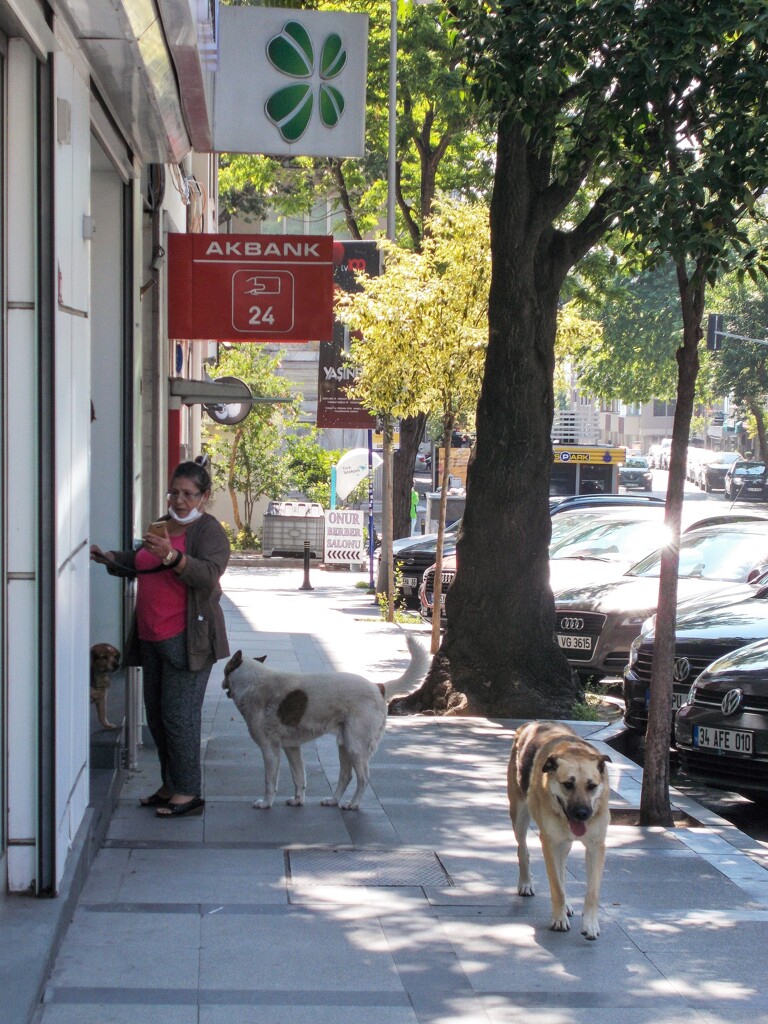 野良ワン番長　”雑魚　雑魚…　行こうぜ！”