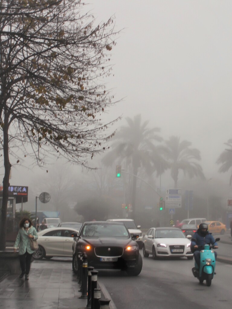 濃霧の朝～　地表近くでやっと視界が～