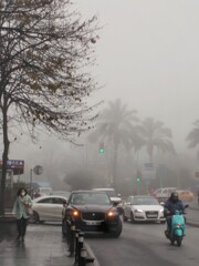 濃霧の朝～　地表近くでやっと視界が～