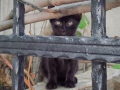 僕が大きくニャったら～☆★☆