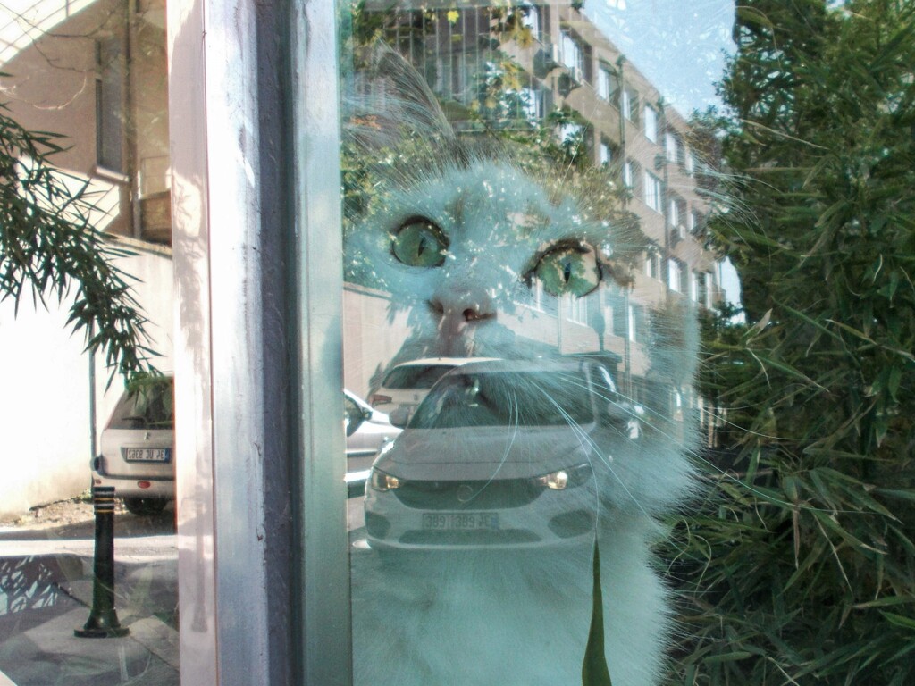 cat～２