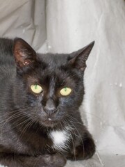 黒真珠…ミャァ～♪