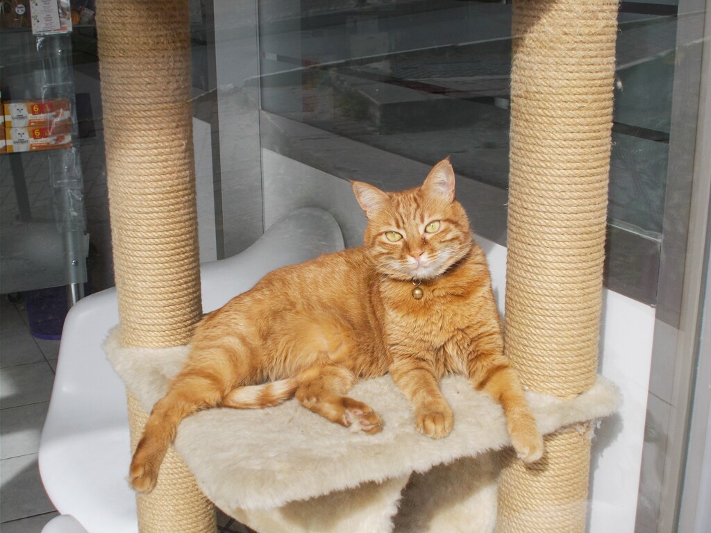 日曜日のお留守番　お店の秘蔵っ子　金色の鈴～☆