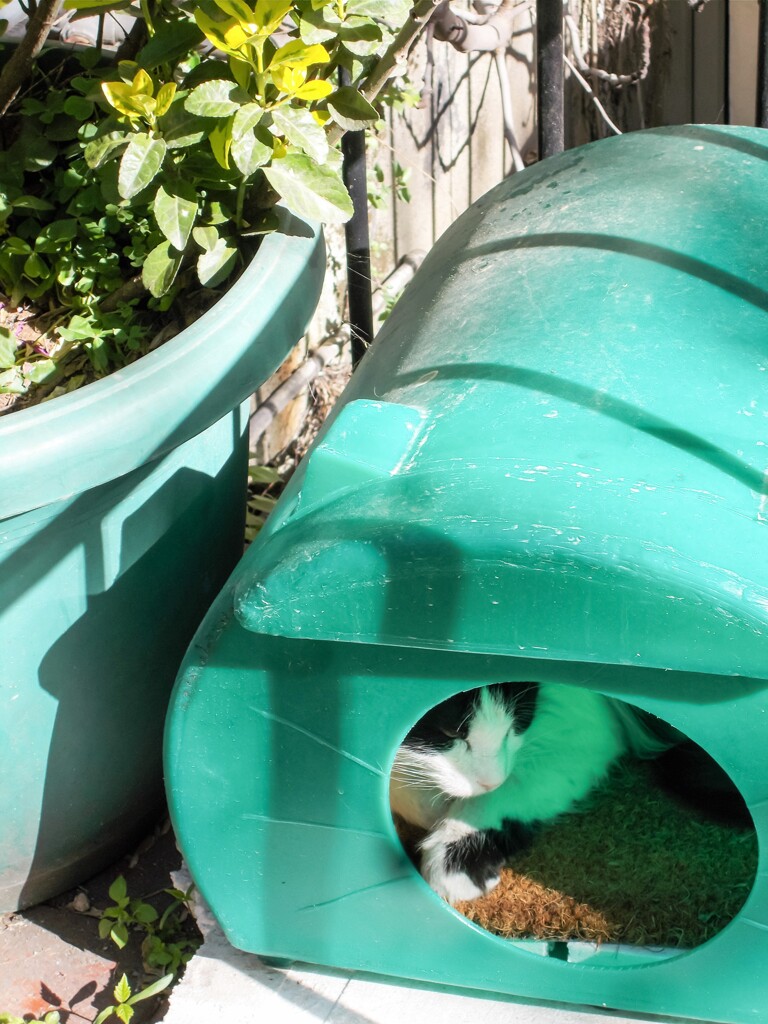 みどりちゃん　ご在宅～～♡