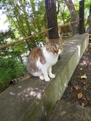 すごく戸惑った京都ニャン～～♡