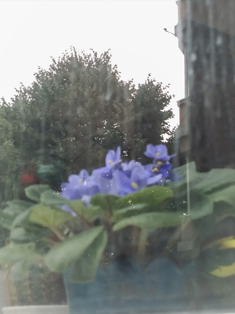 鉢の中で…部屋の中で…終える一生…