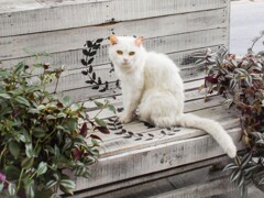 お花屋さんの秘蔵っ子…いわゆる純血種…