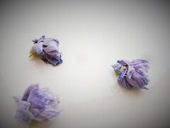 散ったムクゲの花・・・