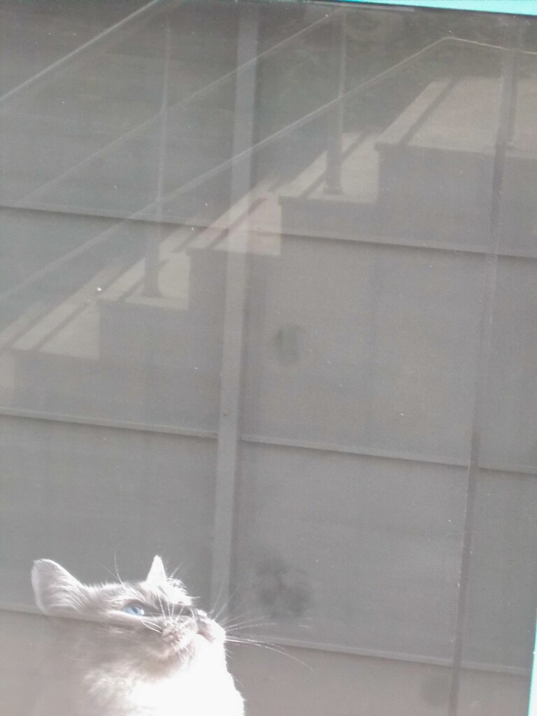 見上げる青い春のお空～～