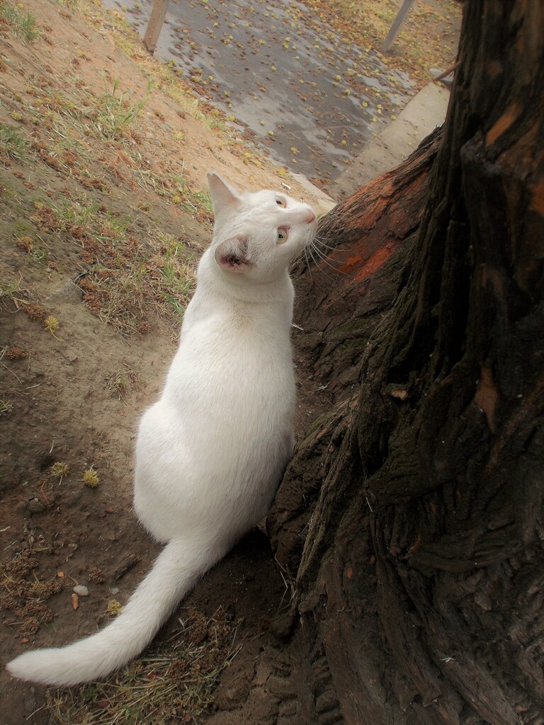 ピーピー～～　小鳥たちが気にニャル～～