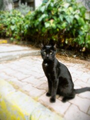 黒猫のエンジェルマーク（胸元　お腹の白い毛）…