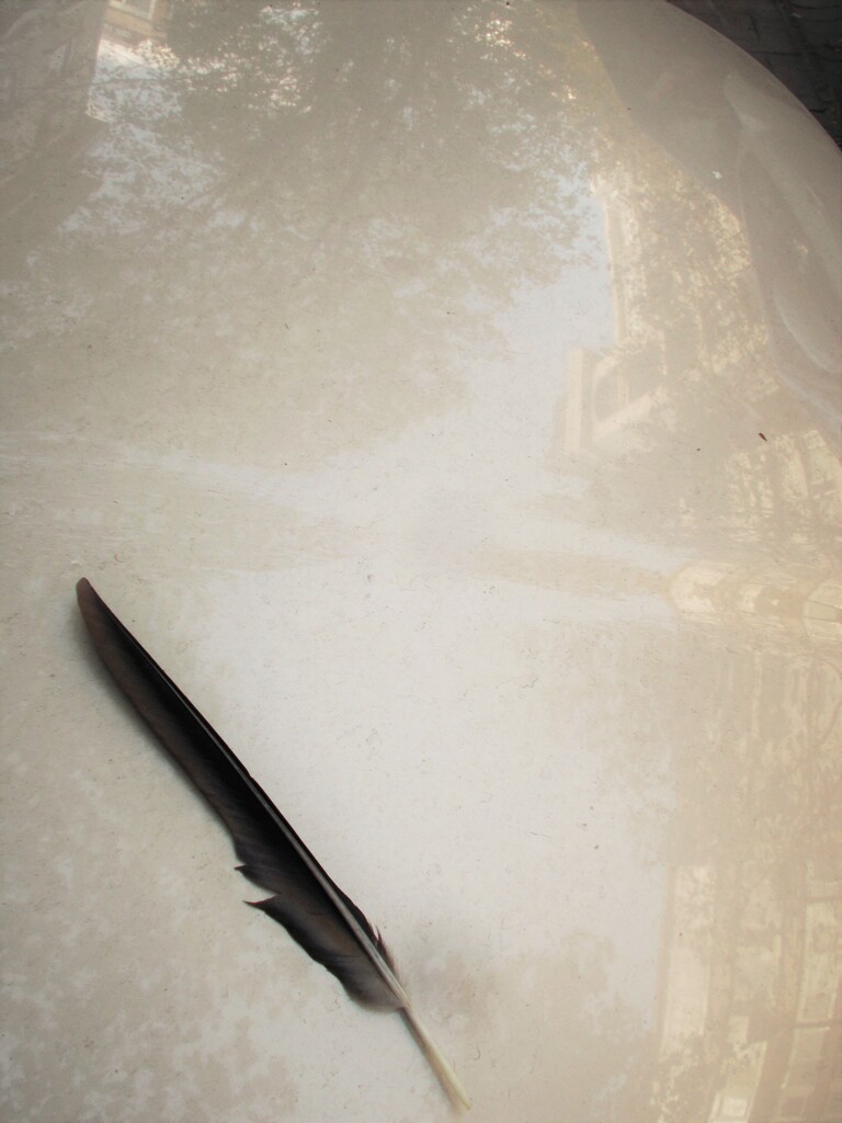 落し物…　カモメ…？カラス…？