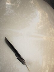 落し物…　カモメ…？カラス…？