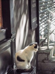 コックリこっくり～