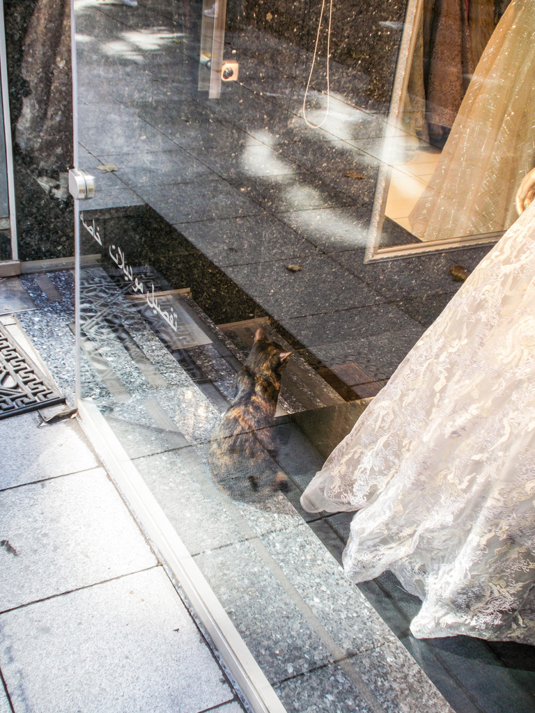 ドレス着てみたいニャ～