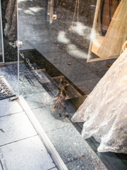 ドレス着てみたいニャ～