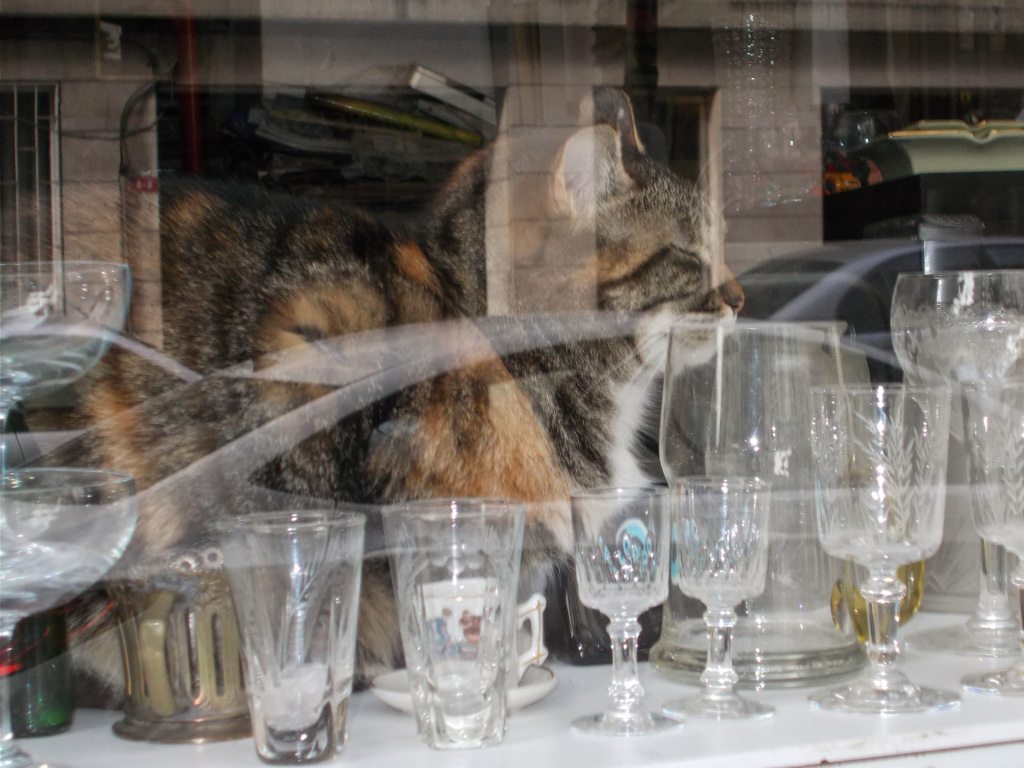 アンティーク屋さんちのネコ～