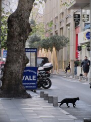 黒たん　パトロール中～