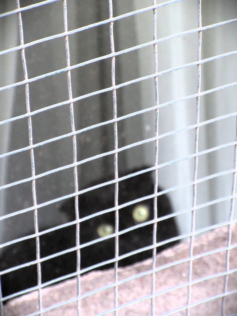 黒猫風船～.。o○～