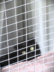 黒猫風船～.。o○～