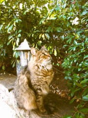 成長した通りのチビトラ～２歳～♡♪