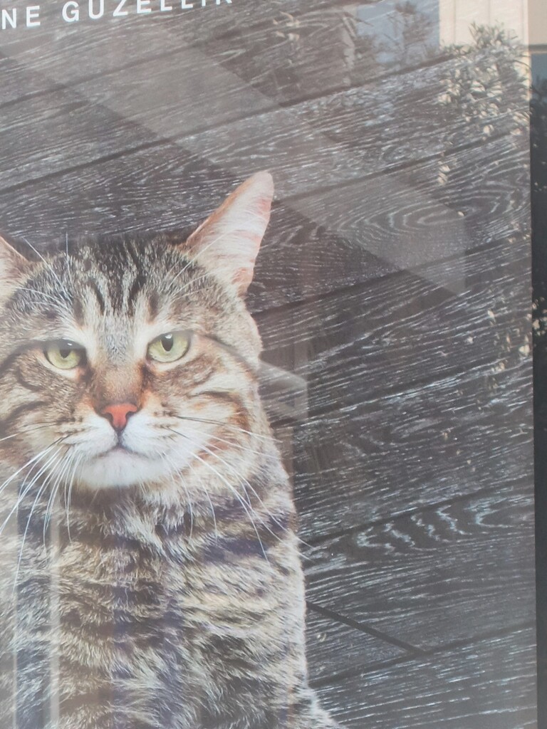 ニャン：　優しさ編　包容力～♡