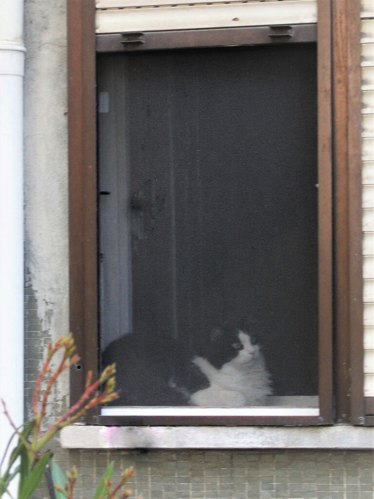 窓辺の子～網戸にしてもらっていました～♡