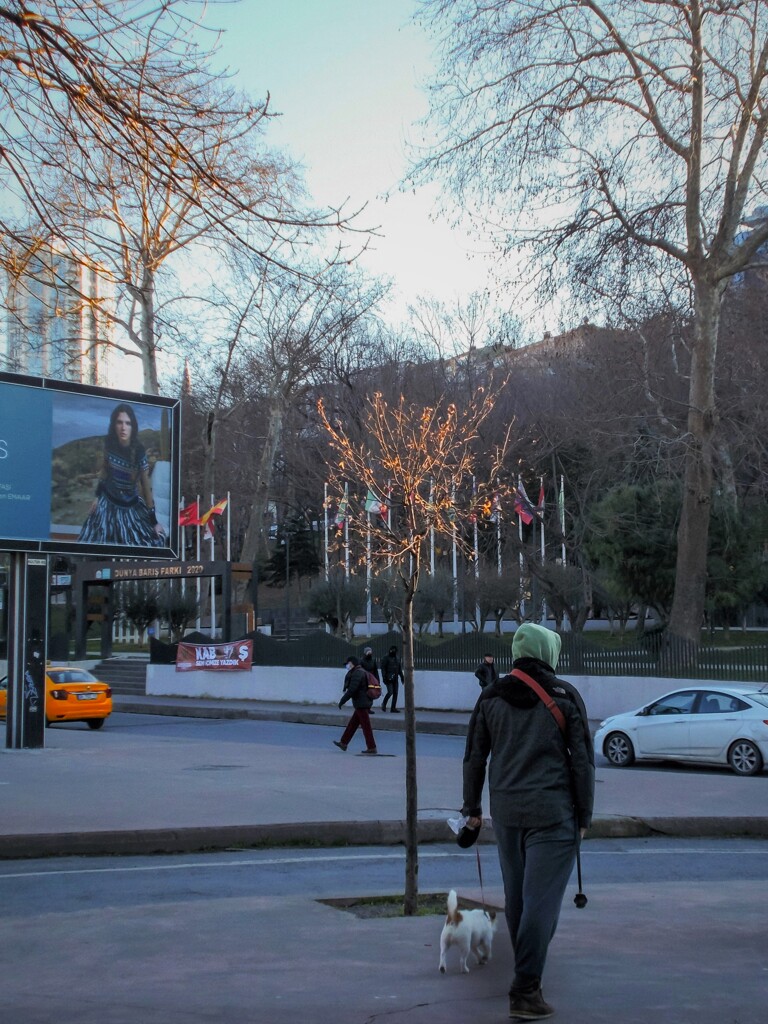 肌を刺す北風の中　誇り高く金色に輝く幼樹…