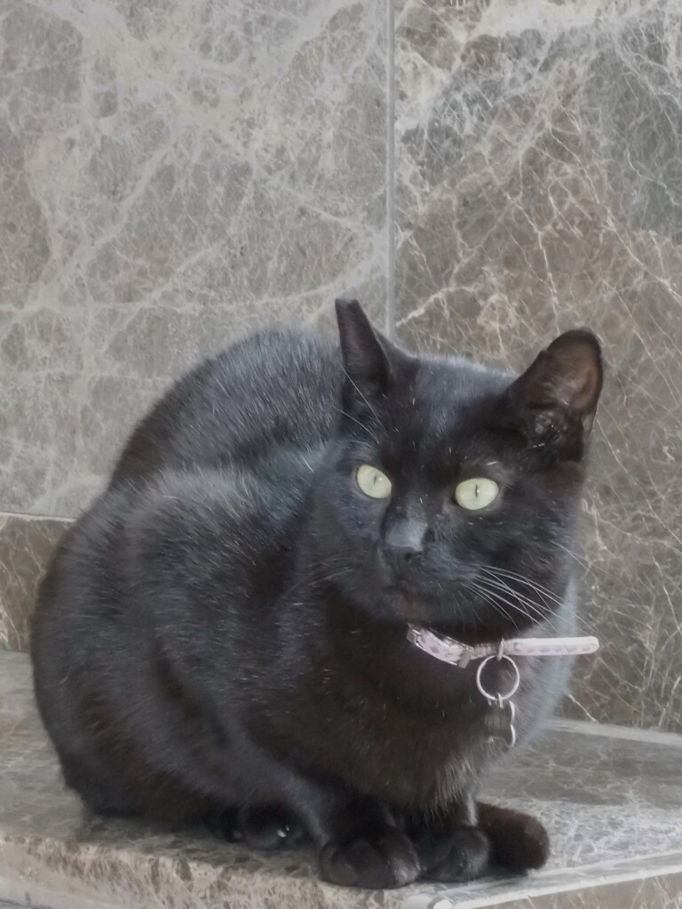 黒猫～