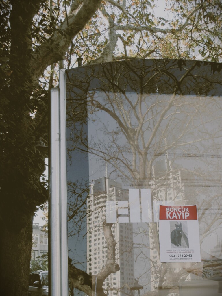  boncuk ボンジュック　行方不明。。。