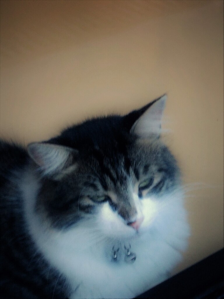 Şımarık kedi～♡　（超）甘やかされてるニャン～♡