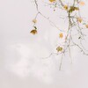 菩提樹の過ごしてきた時…