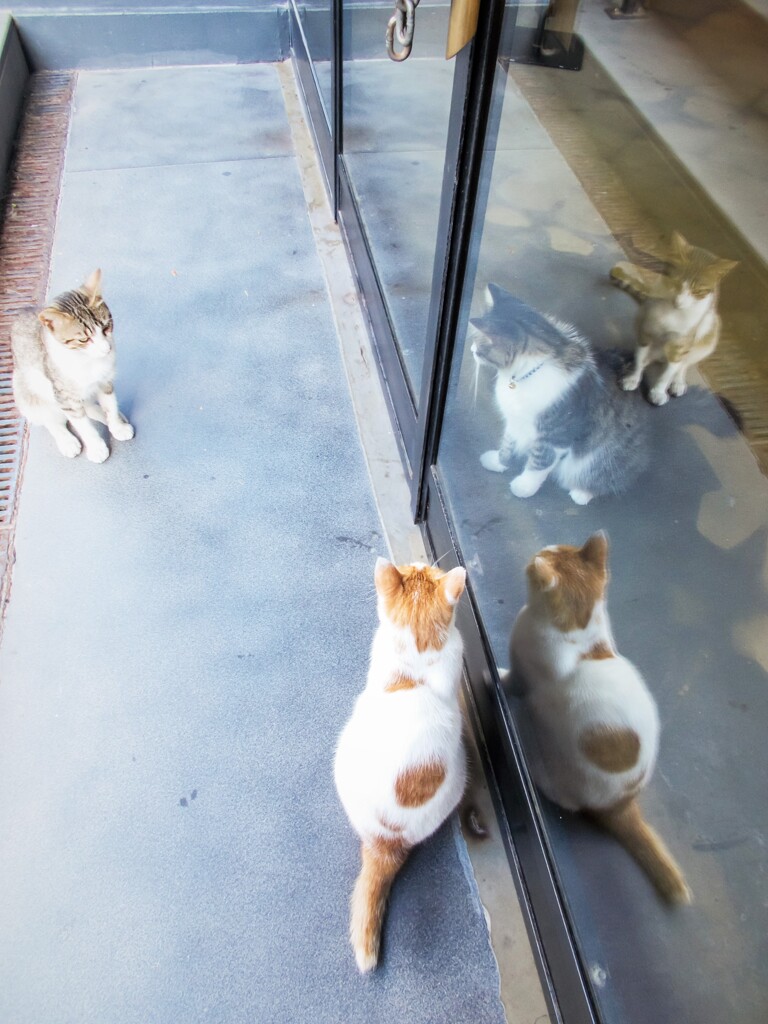 この子達にも階級意識…？みたいなものってあるのかな…？