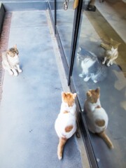 この子達にも階級意識…？みたいなものってあるのかな…？