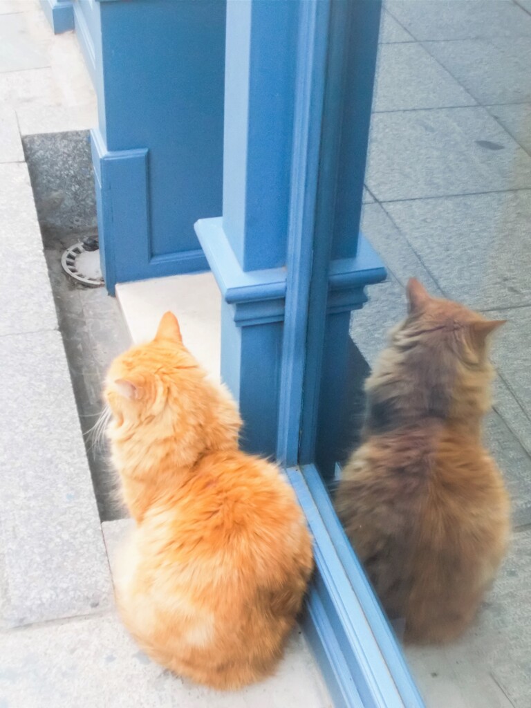 もふもふ～～