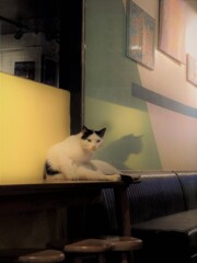 初ステージにゃのです…