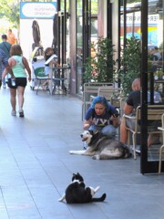 叱られている犬を座って見学することに～～♪