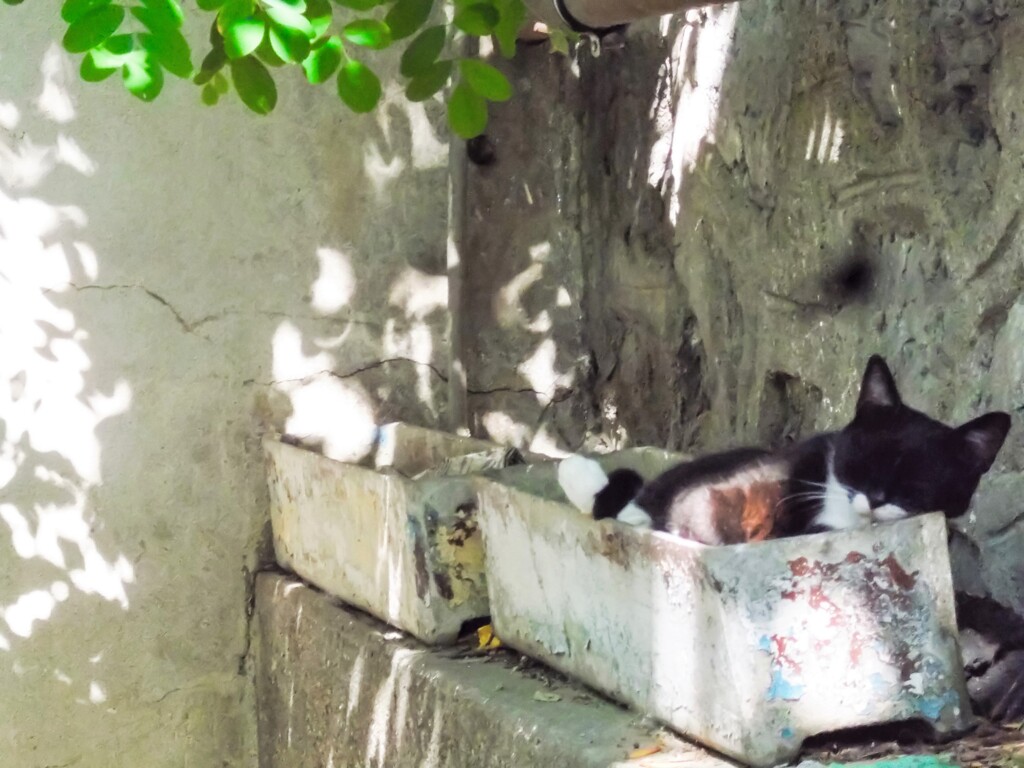 お眼めは何色　黄色…？　緑…？～☆