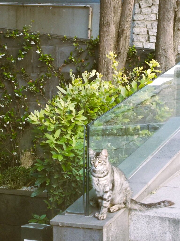 優雅なネコ～～