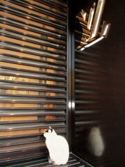 覗きニャンのま～～るい背中～♡