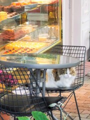 ケーキ屋に居ついていた美ニャン　最近見かけなくて心配～
