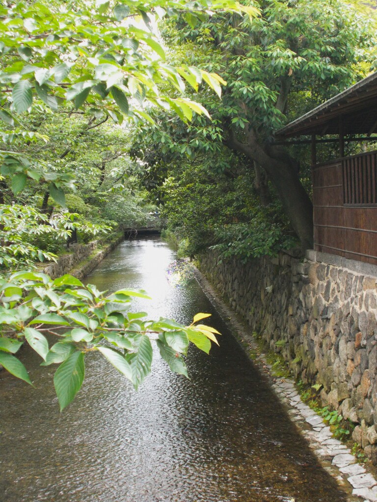 高瀬川の透明な流れ～～